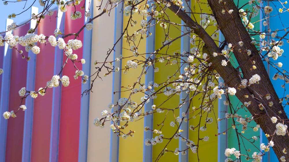 Close-up of spring tree with colorful building in background